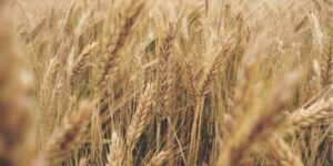 buğday geçmişten günümüze ıslah edilerek daha verimli hale getirilen ve insanlığın en önemli besin kaynağıdır